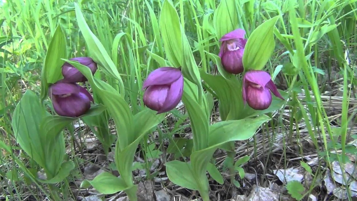 Лесные орхидеи Сибири