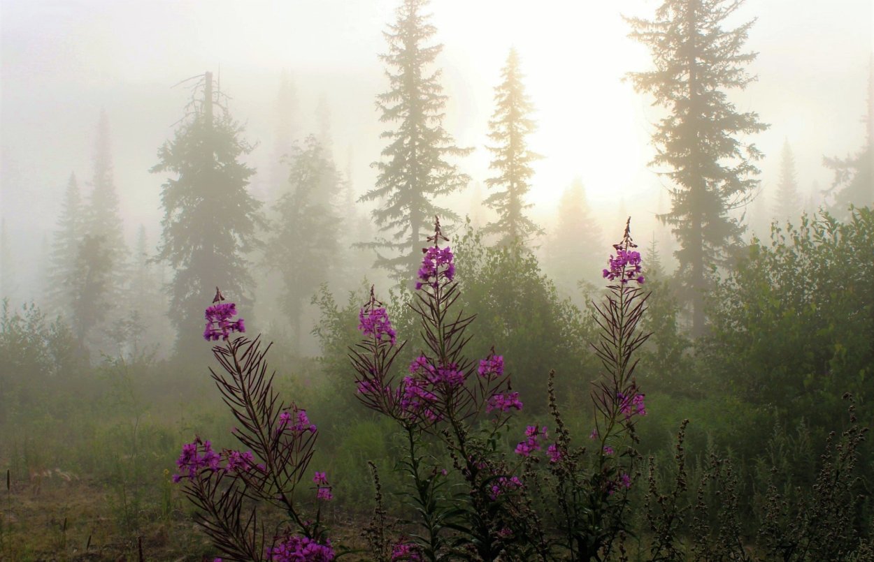 Цветы тайги