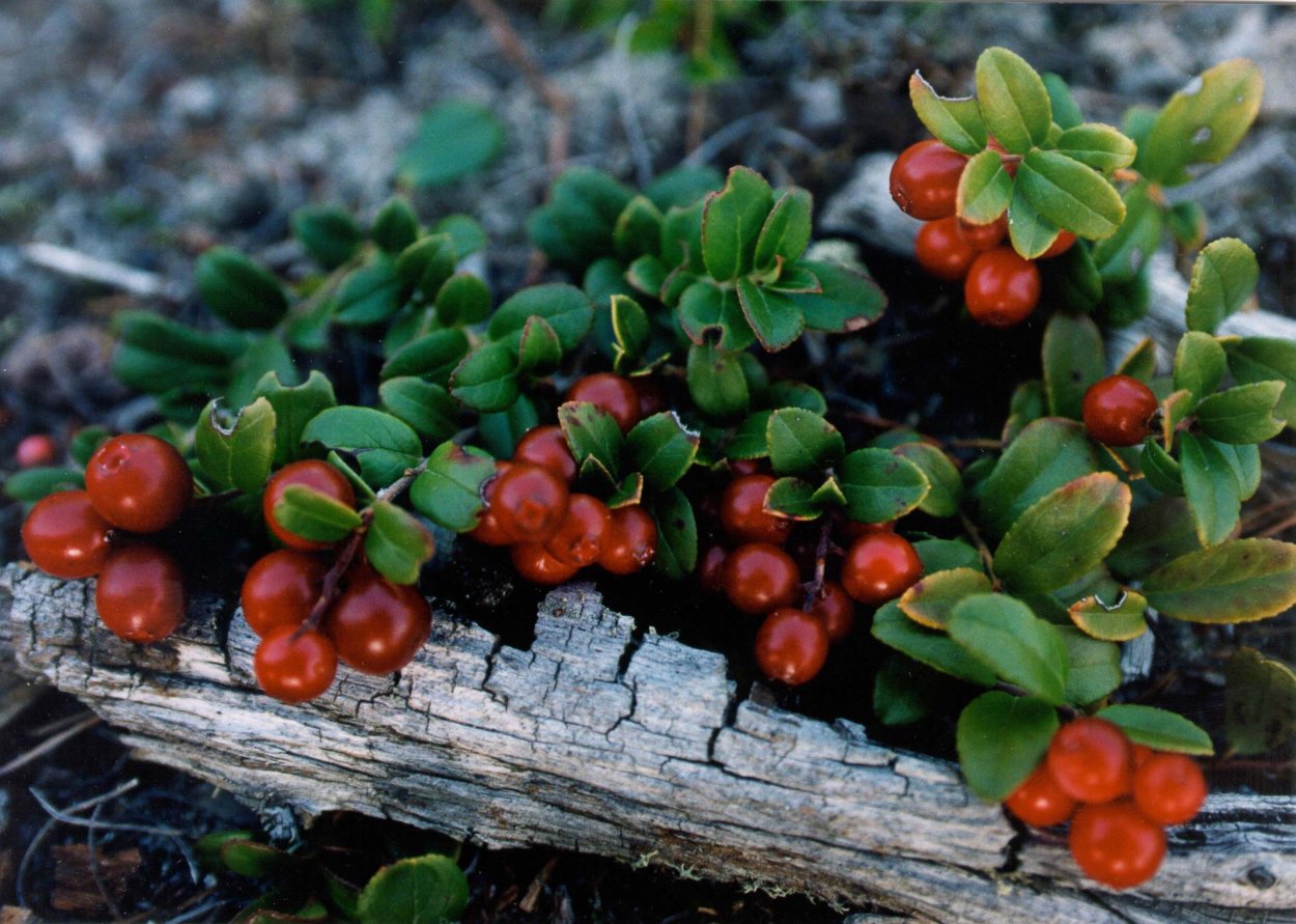 Морошка Кольский полуостров