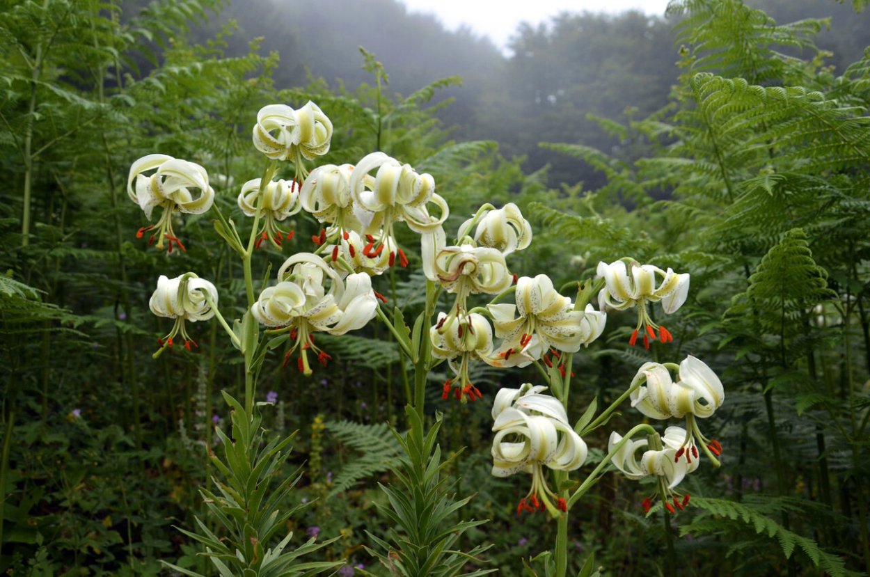Lilium ledebourii