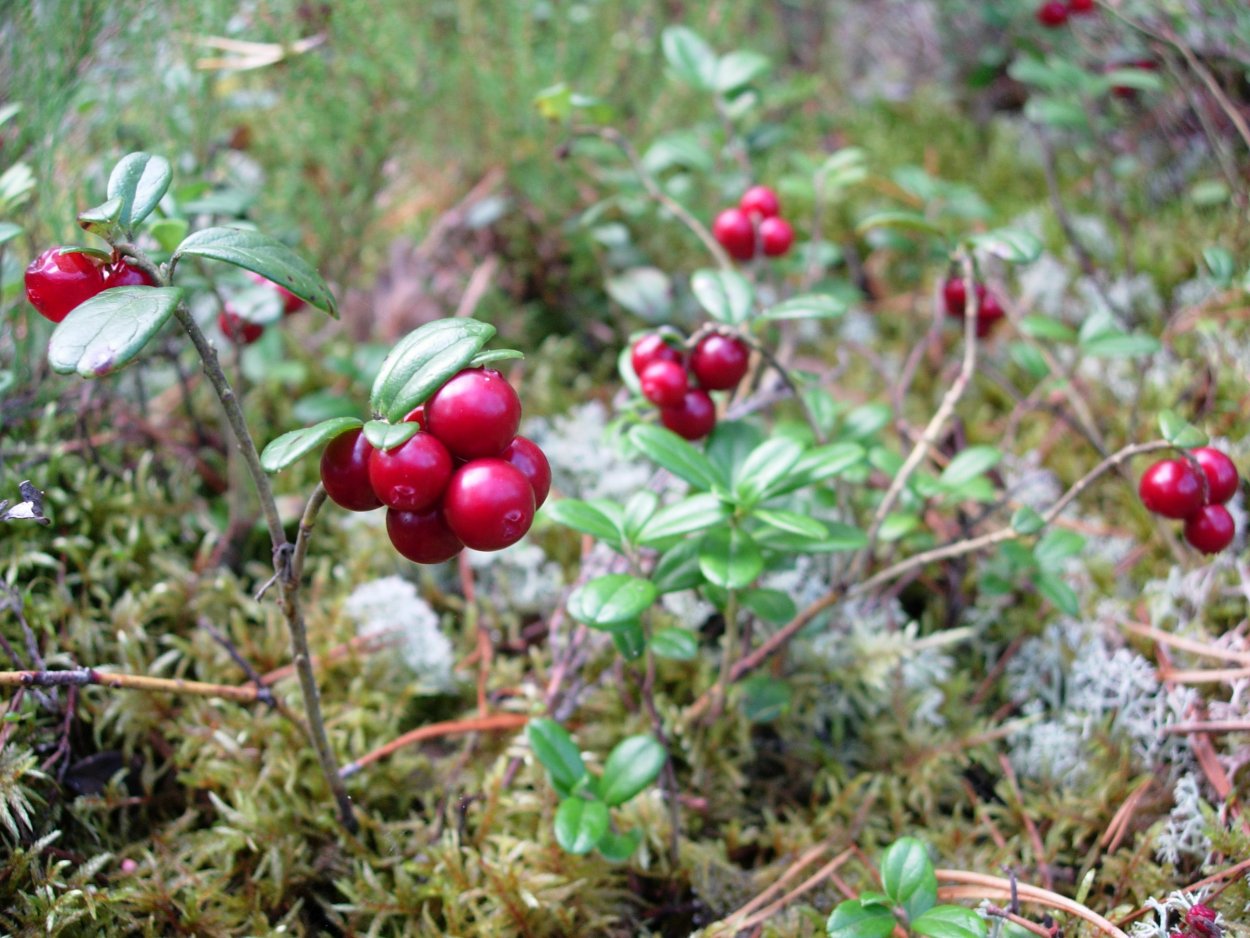 Брусника Уссурийская Тайга