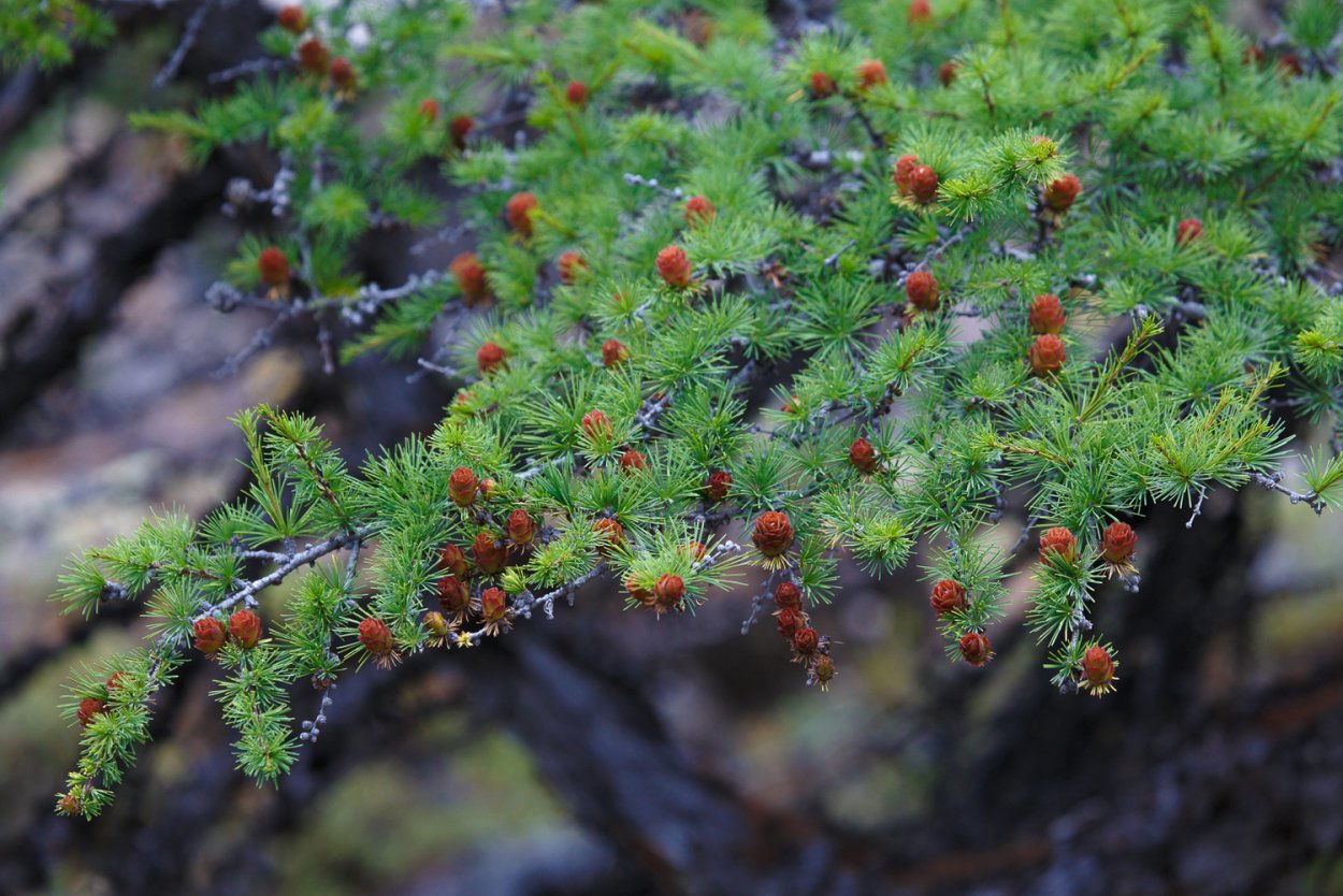 Даурские лиственницы Таймыр