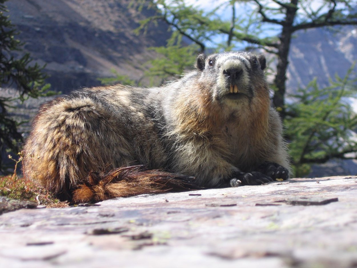 Желтобрюхий сурок (Marmota flaviventris)