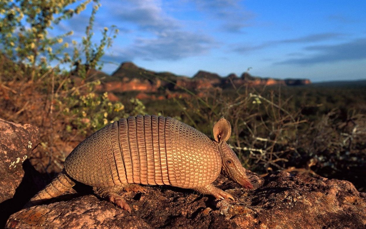 Армадилло броненосец