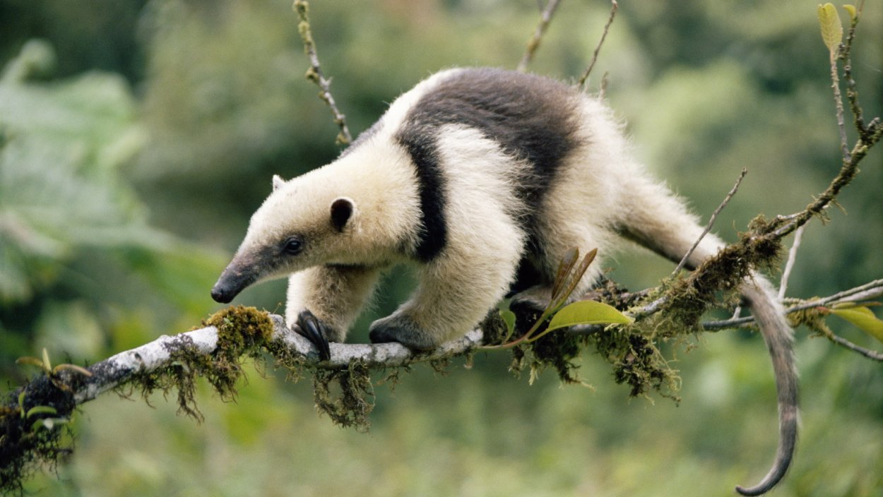 Четырёхпалый муравьед тамандуа