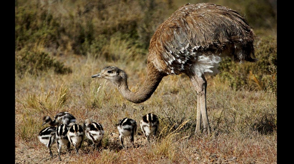 Пампа животный мир