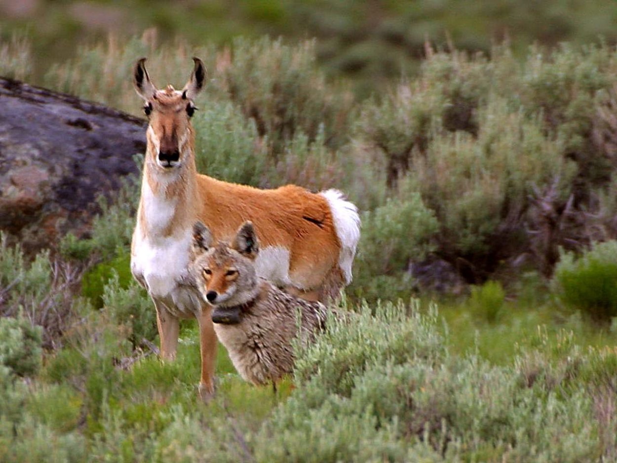 Национальный парк Йеллоустоун США животные