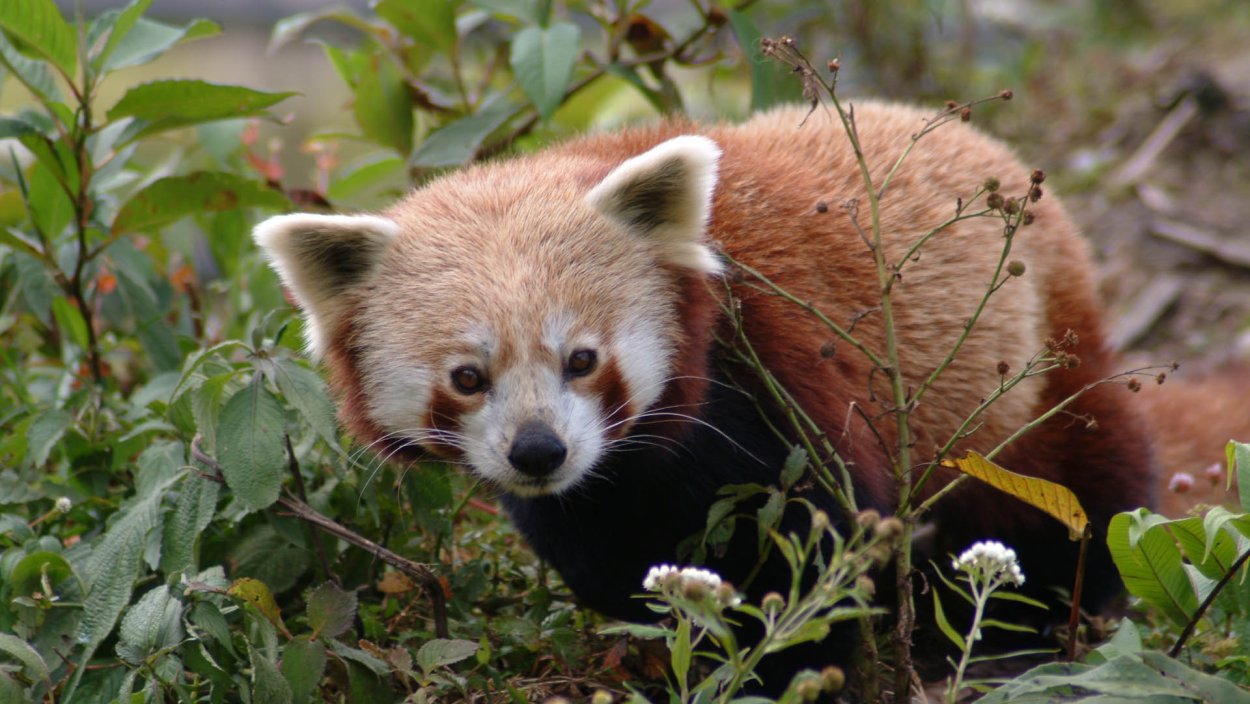 Флора и фауна Колумбии