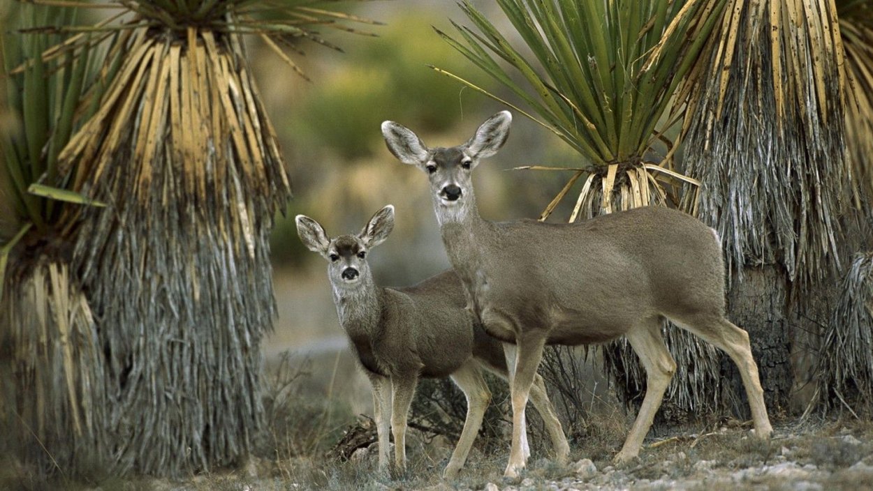 Флора и фауна Мексики