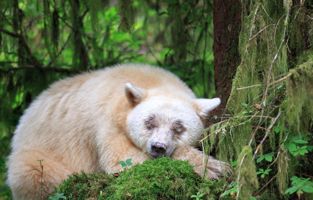 Кермодский бурый медведь