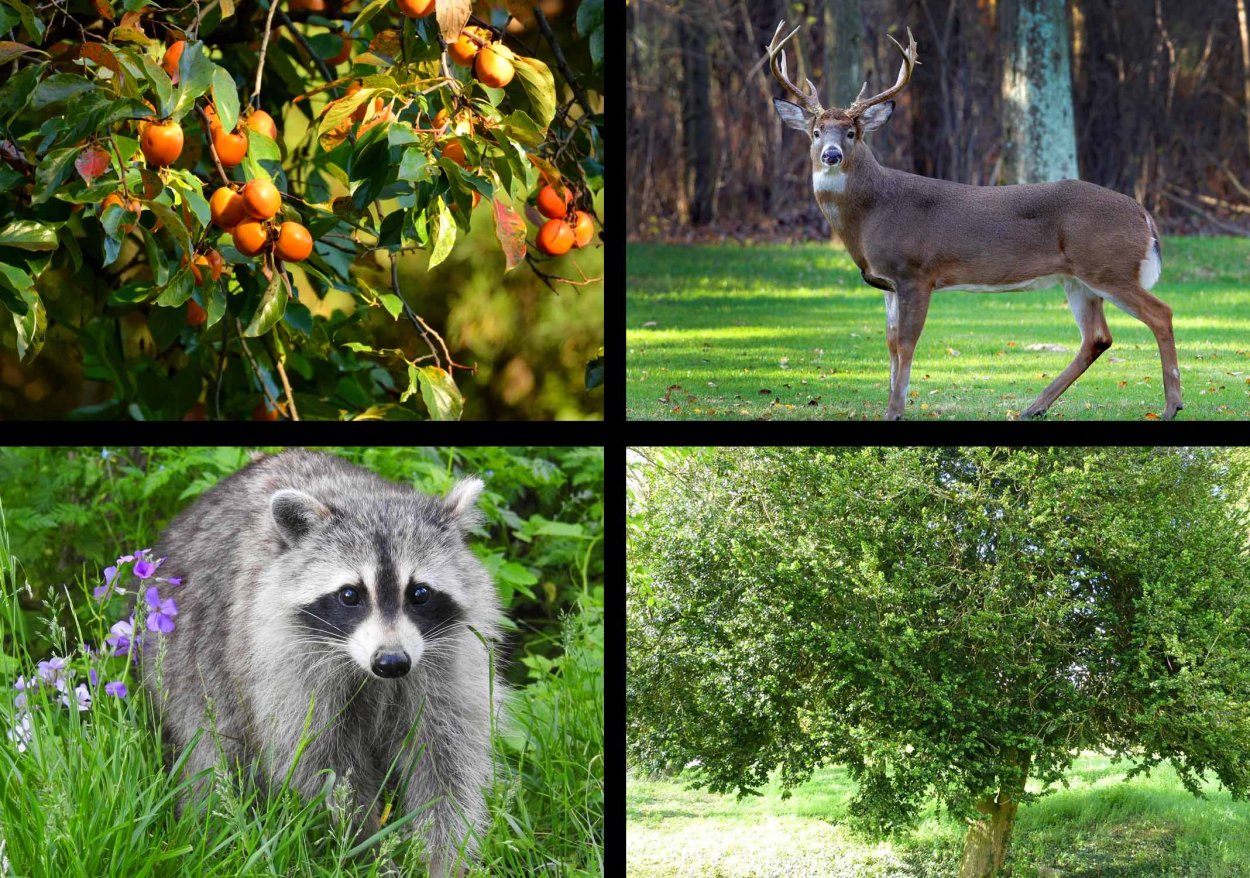 Зона субтропиков животные и растения