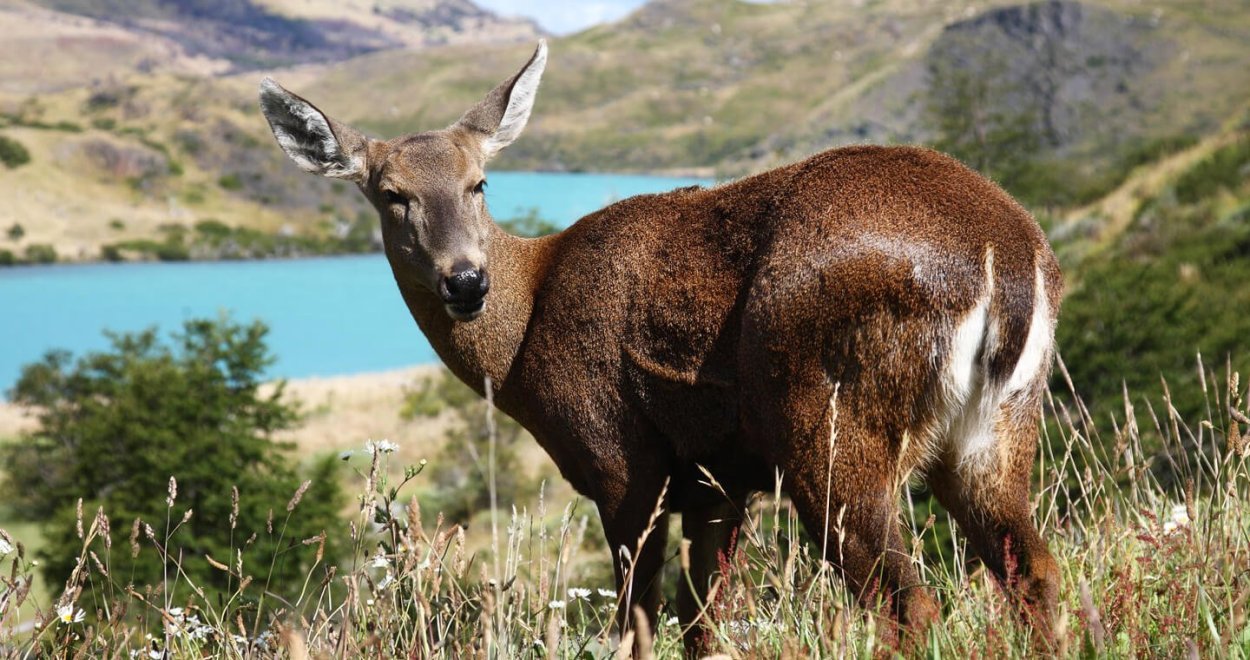 Серна в субтропиках России