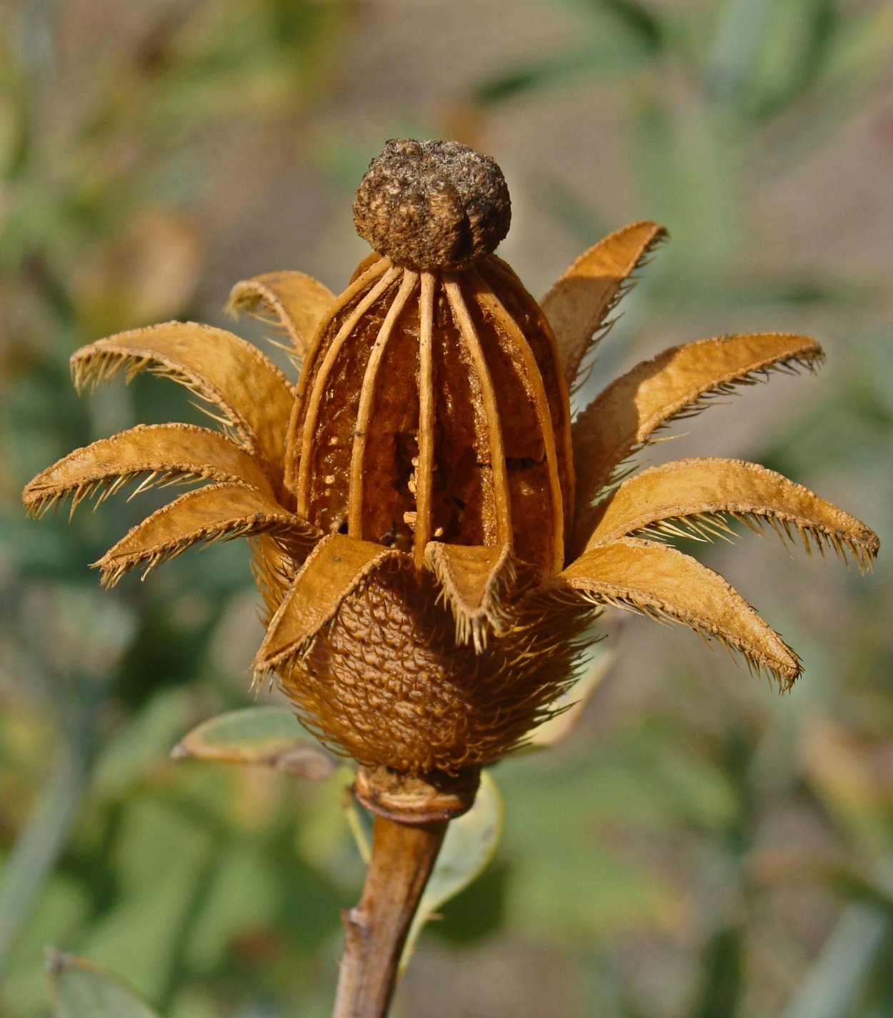 Оранжевые цветы букет