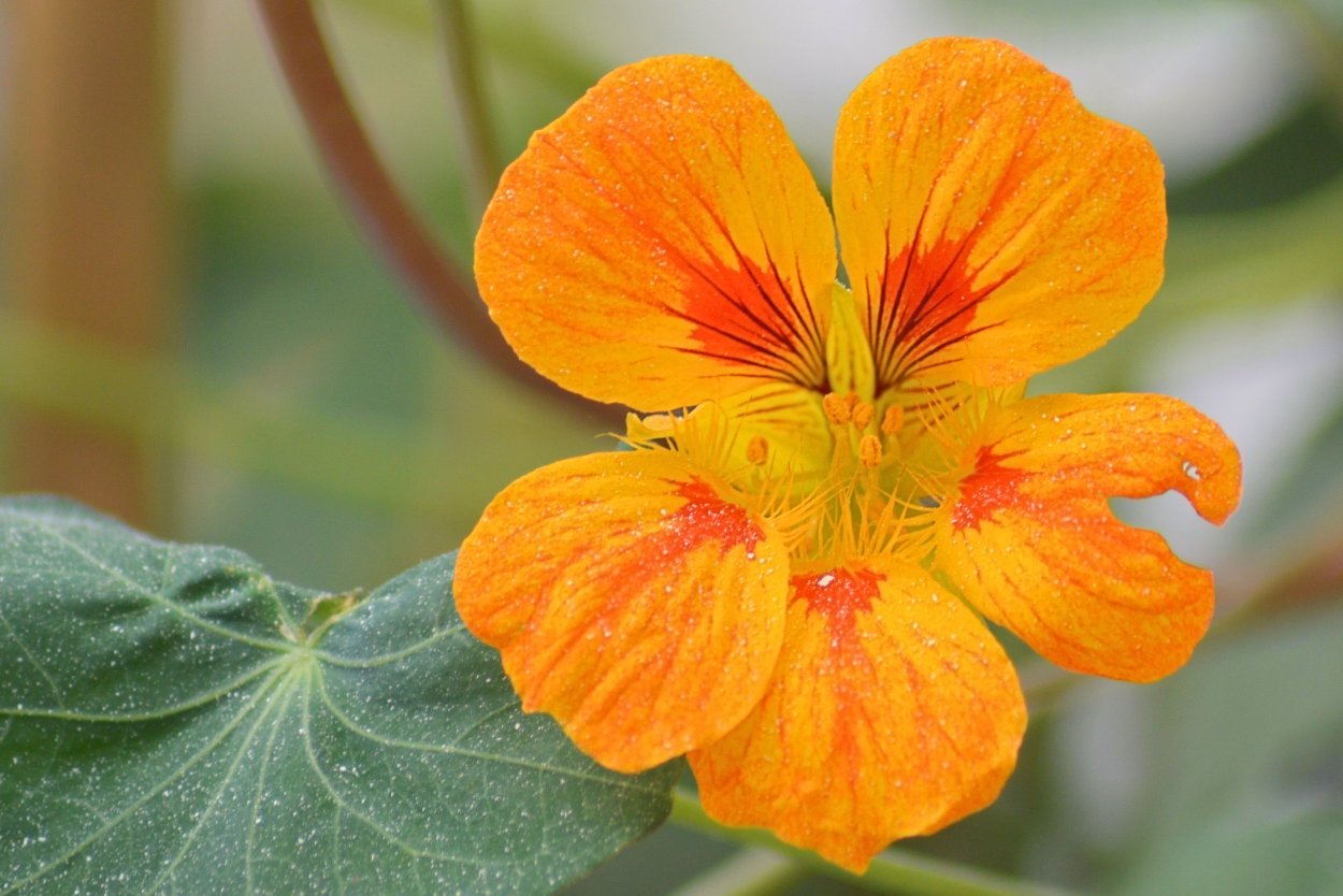 Суккуленты в ящике