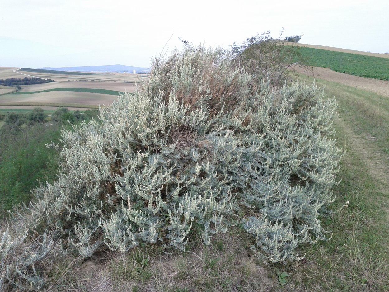 Krascheninnikovia ceratoides