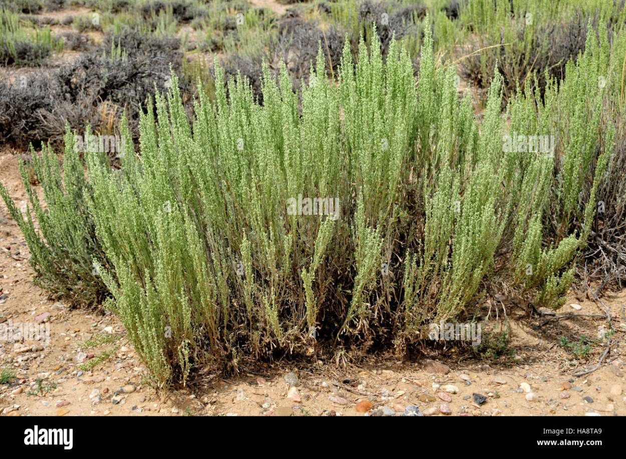 Кохия простертая (Kochia prostrata)