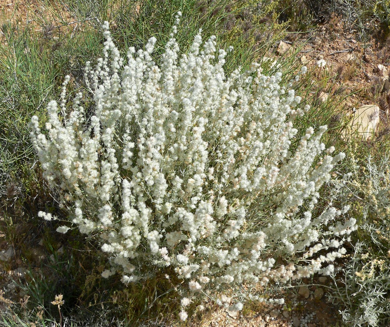 Терескен, Крашенинниковия