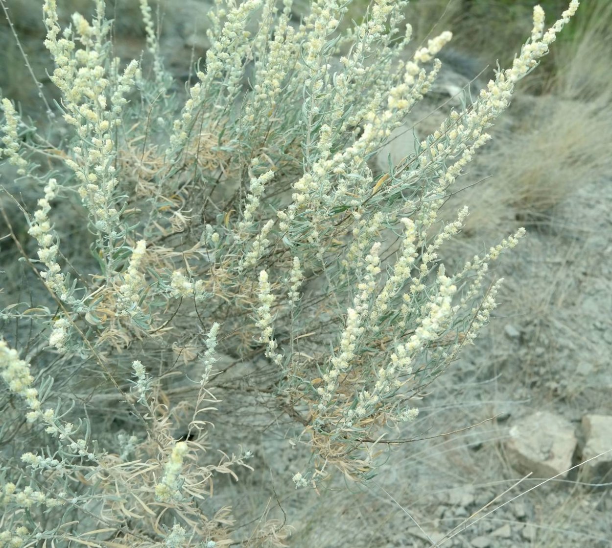 Крашенинниковия терескеновая