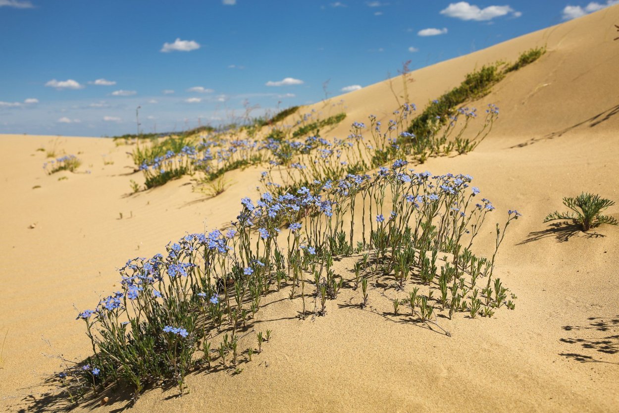 Кандым растение пустыни