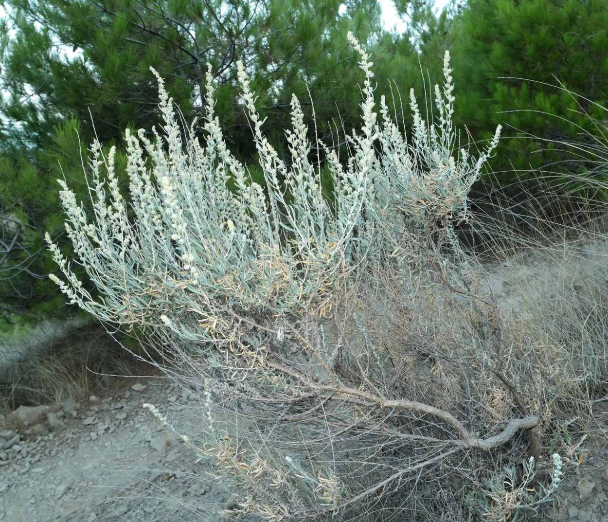 Полынь сероземная