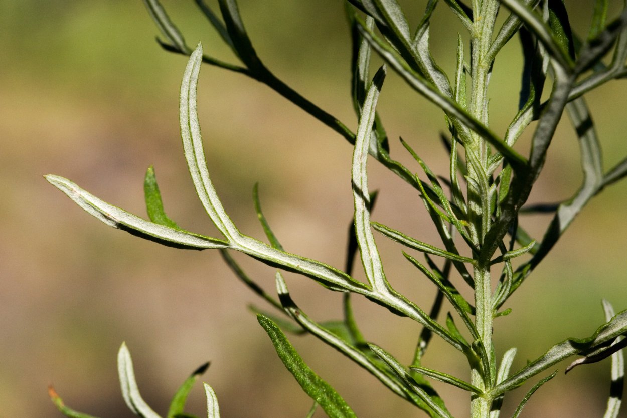 Camphorosma monspeliaca