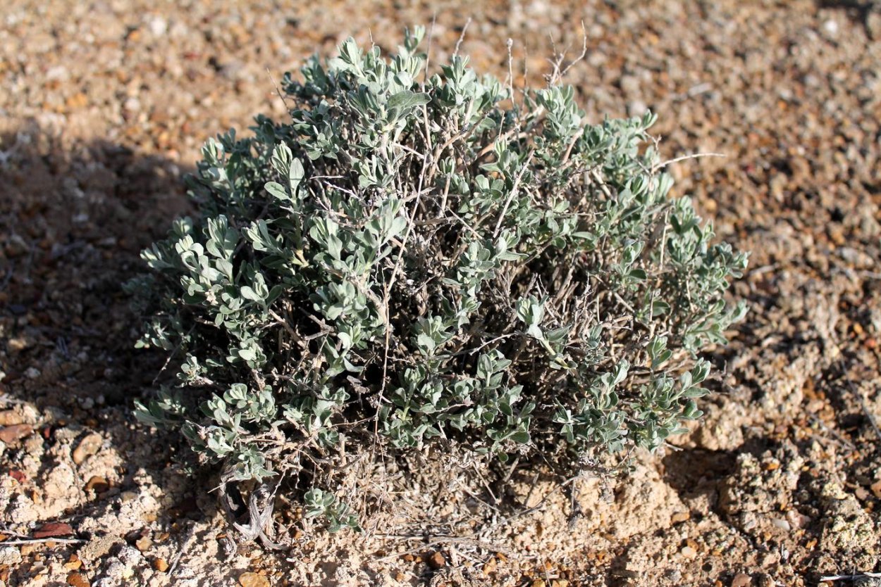 Полынь горькая (Artemisia absinthium)