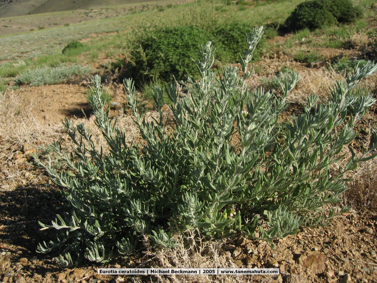 Крашенинниковия терескеновая