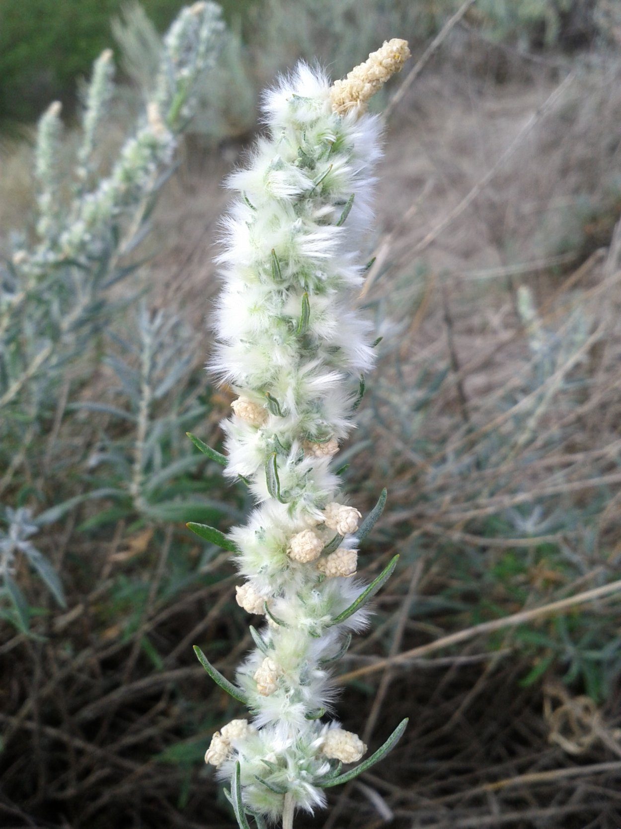 Крашенинниковия терескеновая