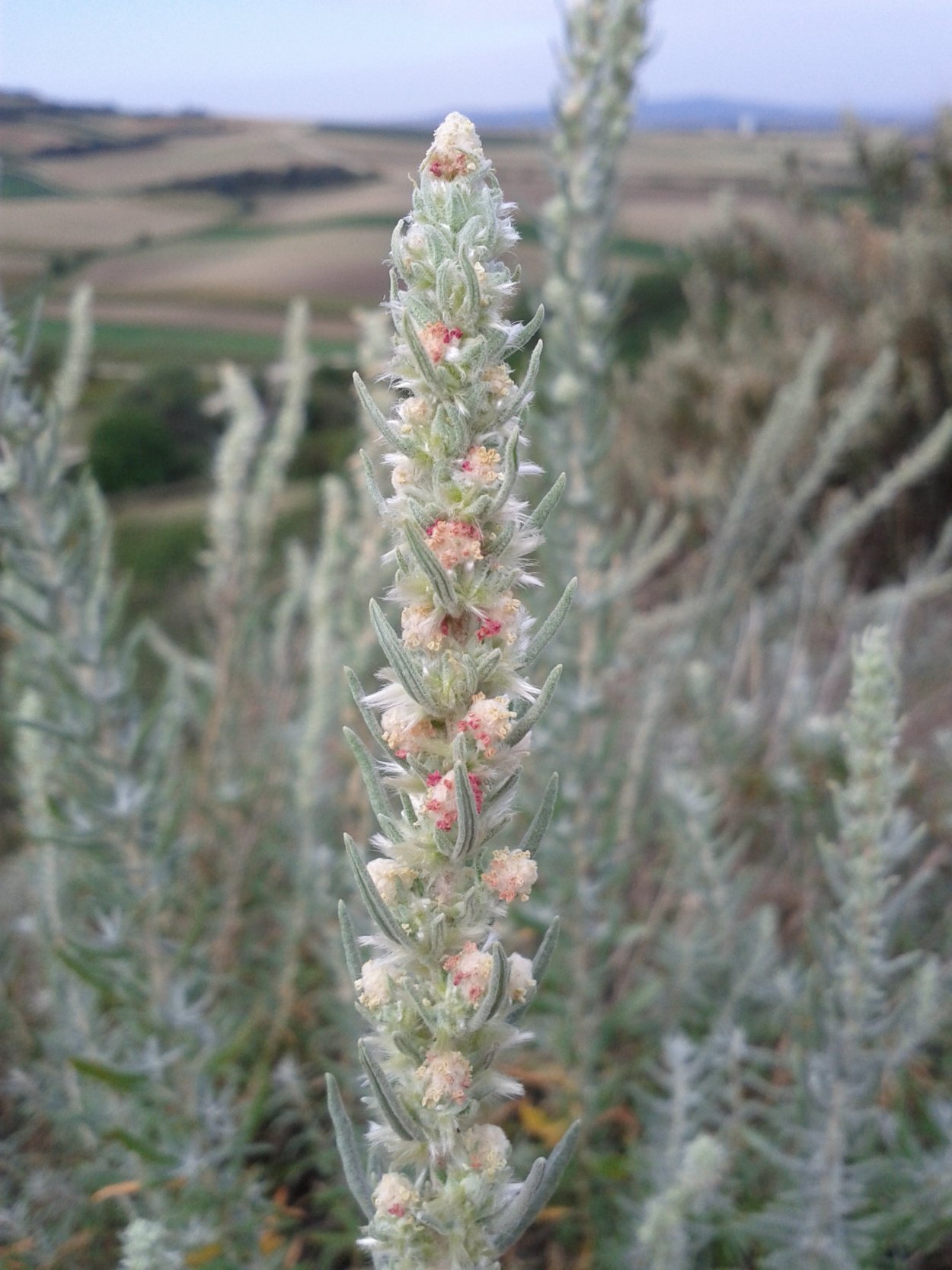 Терескен, Крашенинниковия