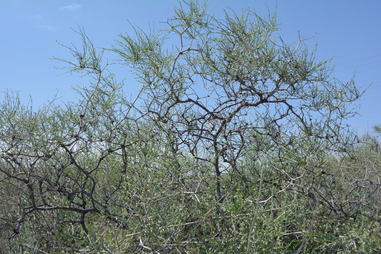 Кассиопея плауновидная