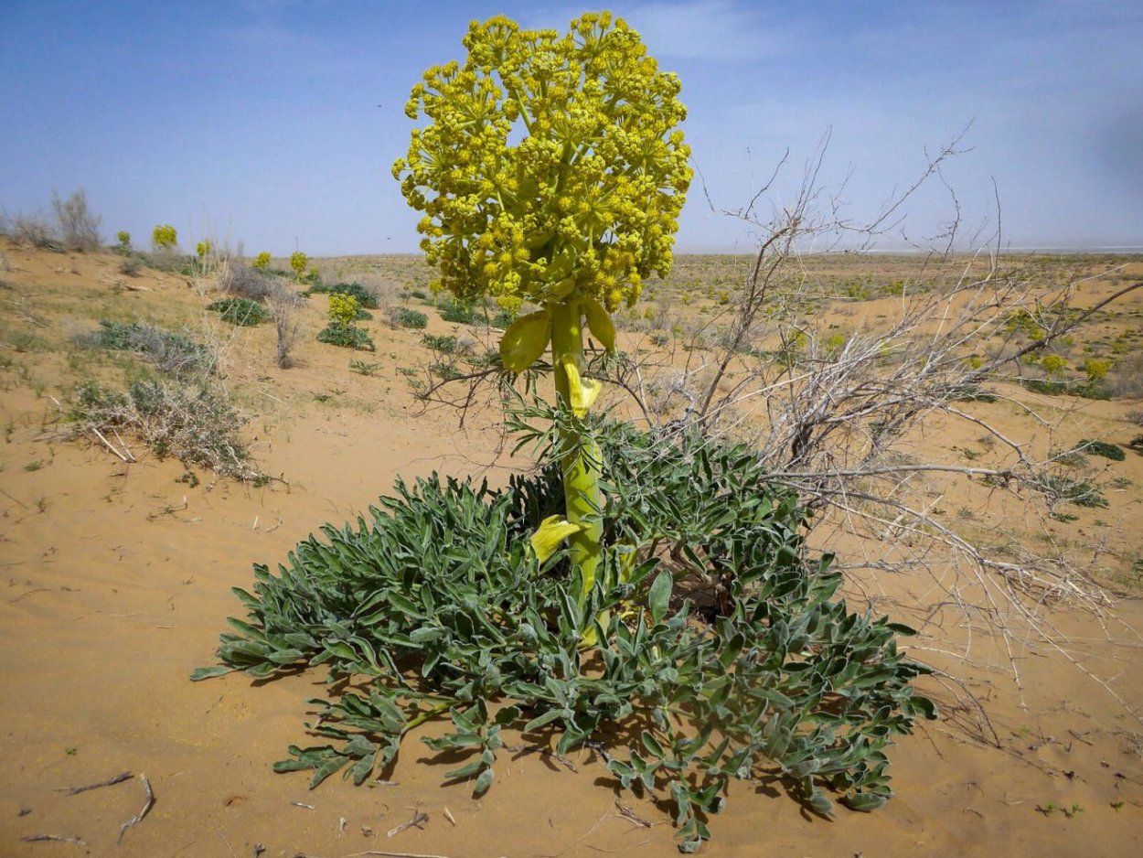 Кохия простертая (Kochia prostrata)