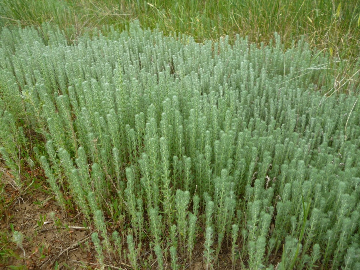 Artemisia pauclf1оr a web