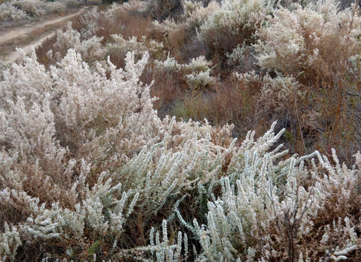Терескен Ленский