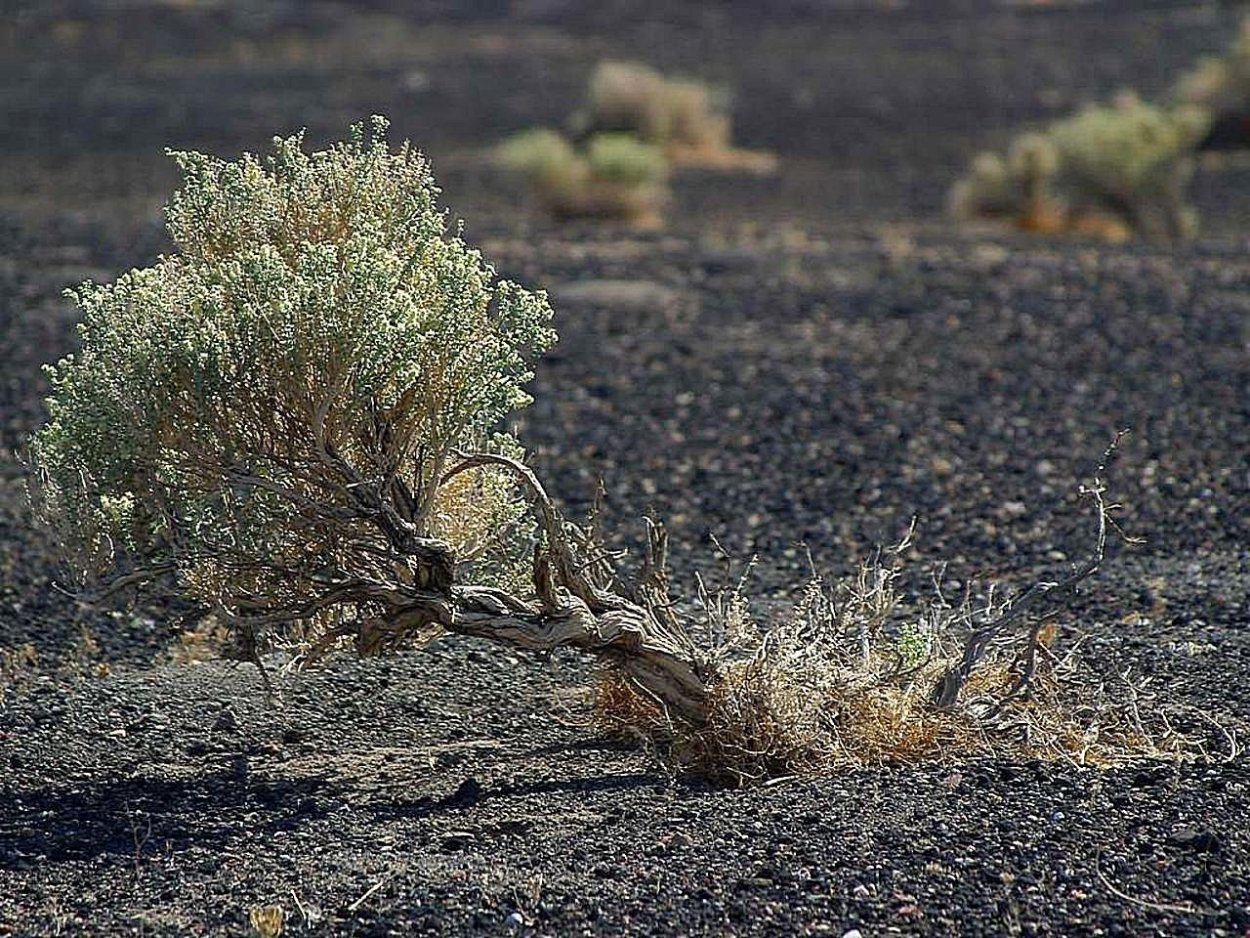 Терескен (ceratoides eversmanniana-)