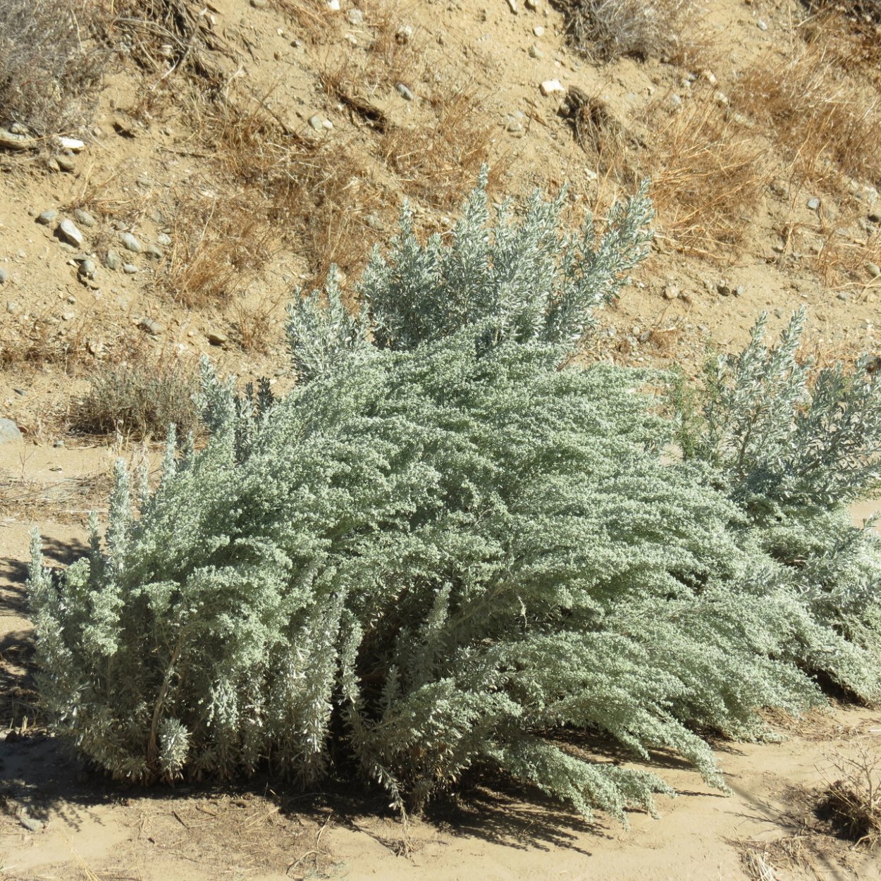 Полупустыни Прикаспийской низменности