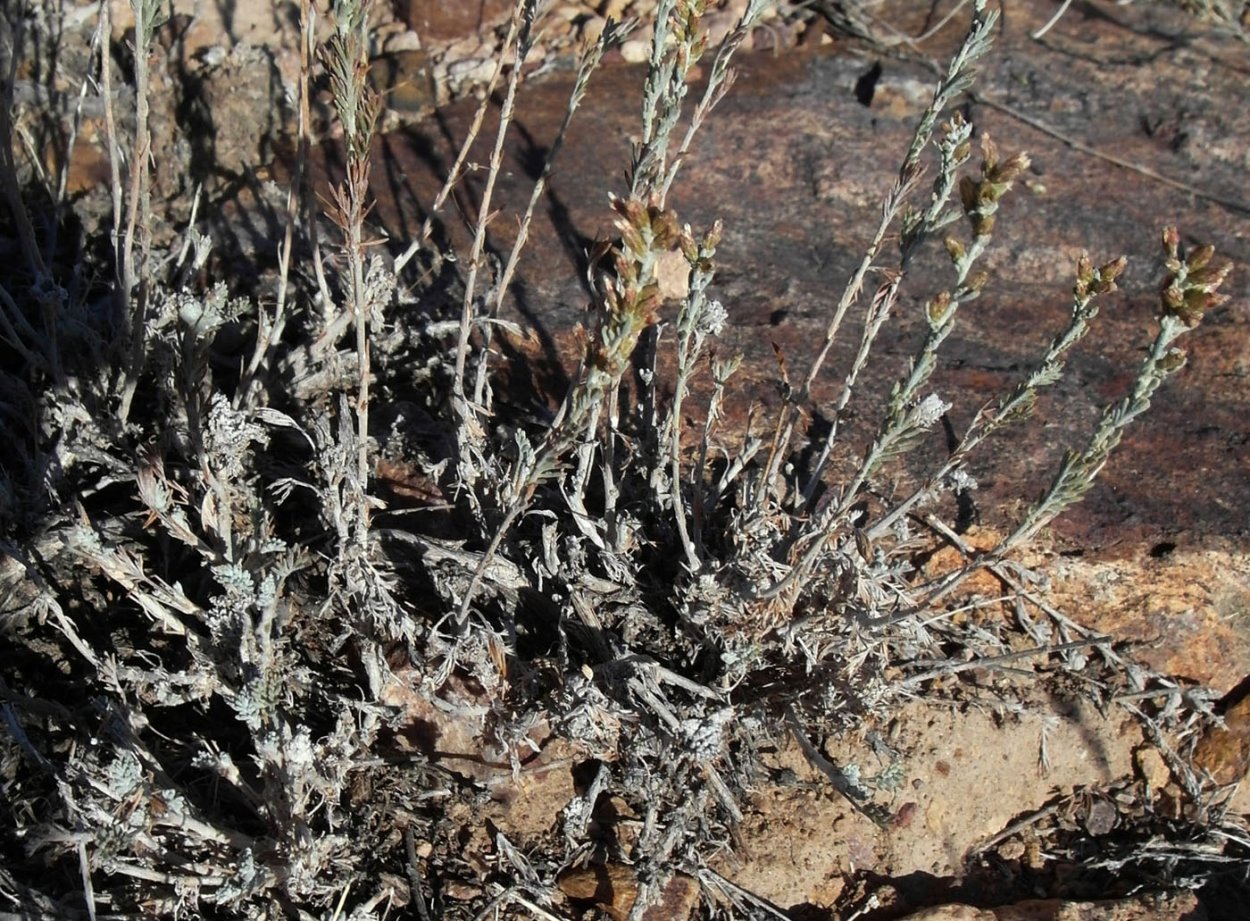 Лебеда австралийская