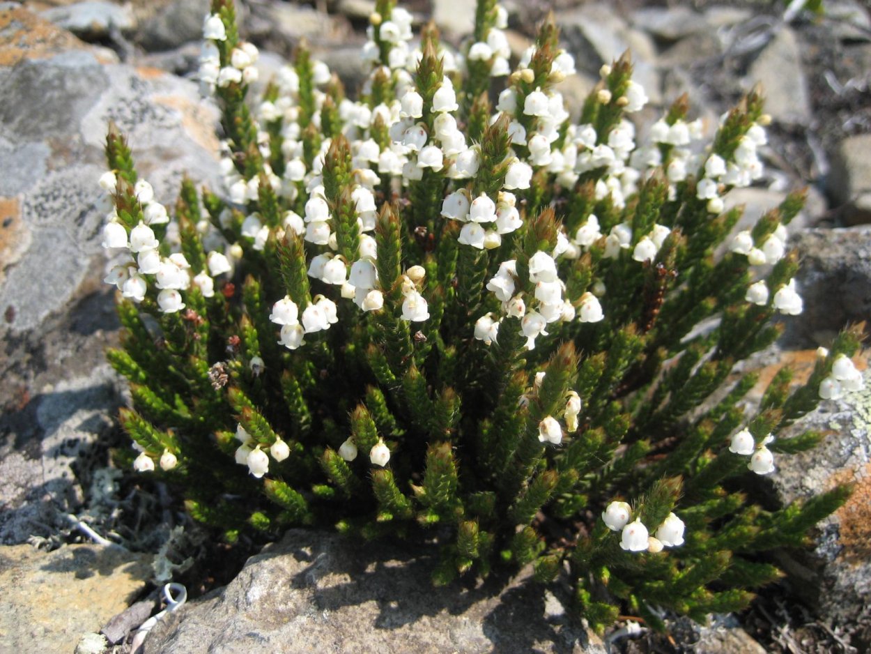 Янтак верблюжья колючка