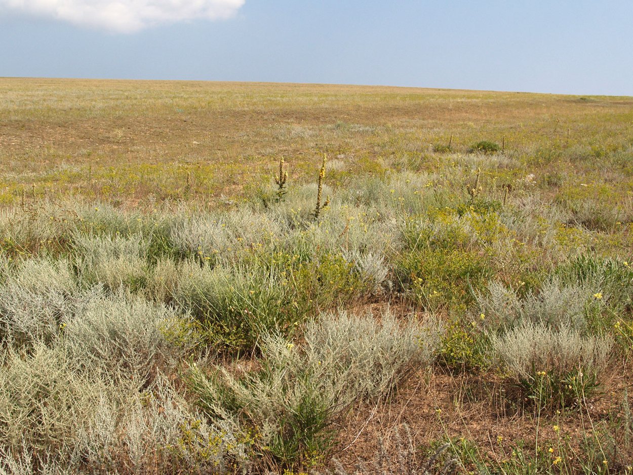 Ферула асафетида