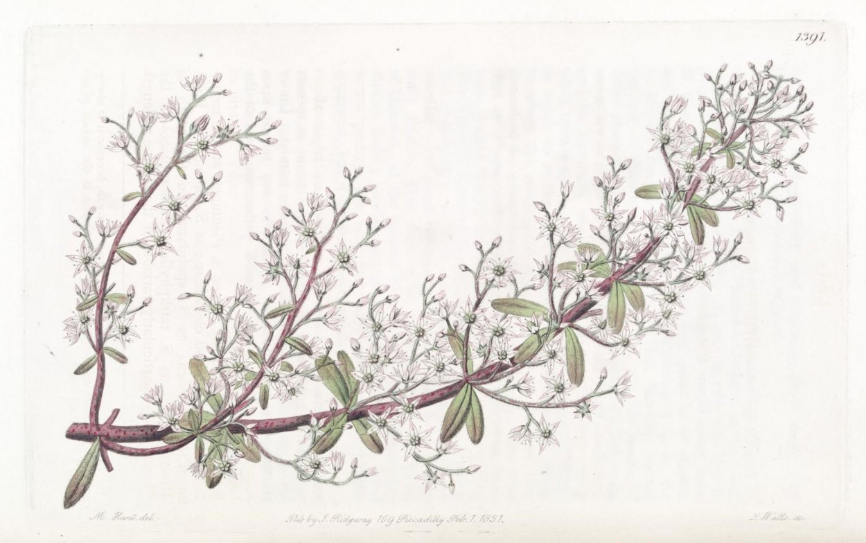 Полынно злаковая степь Крыма