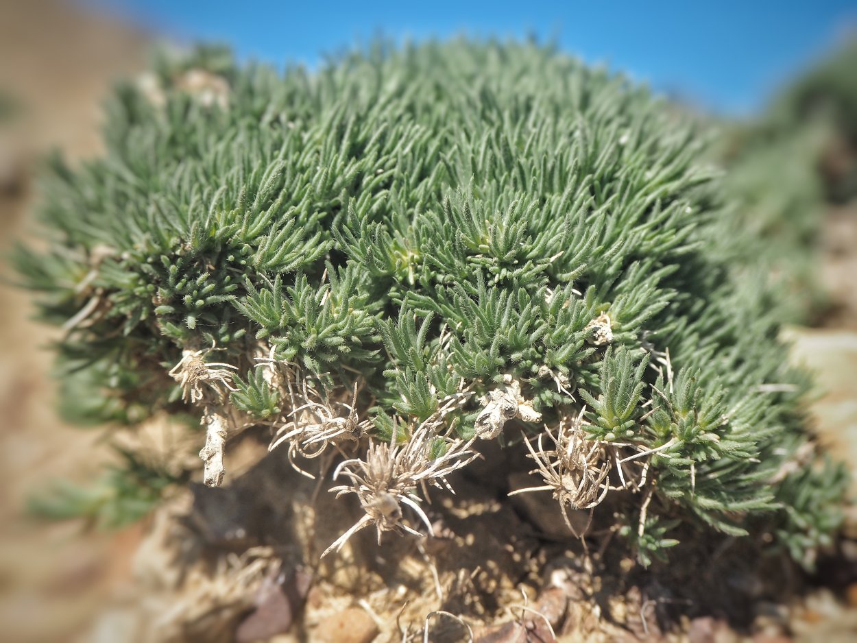 Полынь горькая чернобыльник