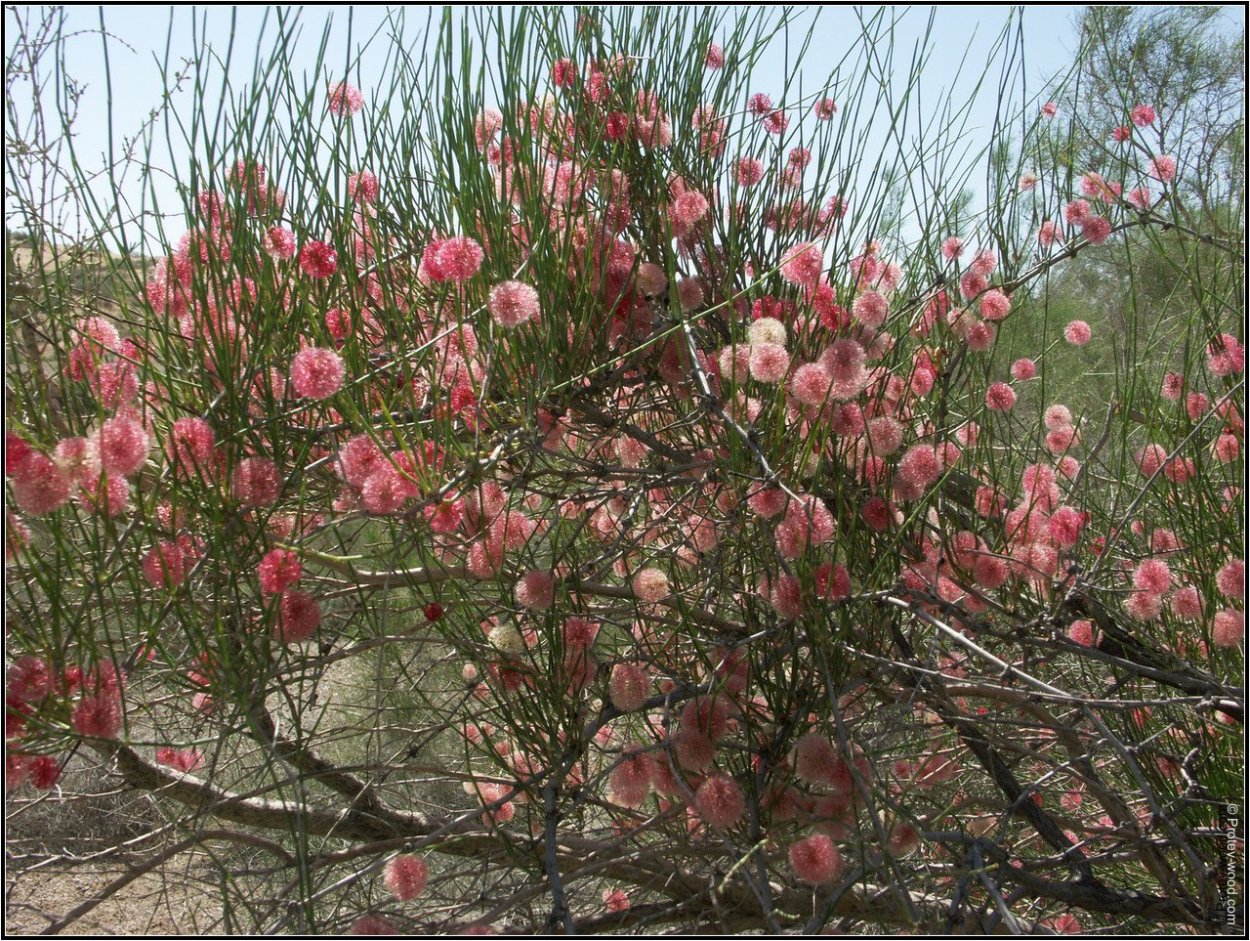 Аристида перистая