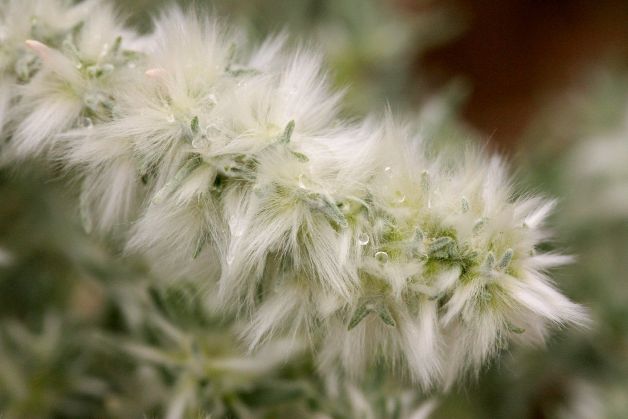 Атемисия хололеука