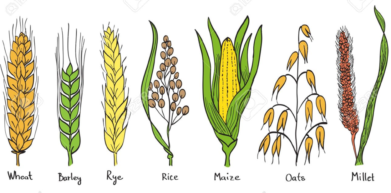 Полба однозернянка