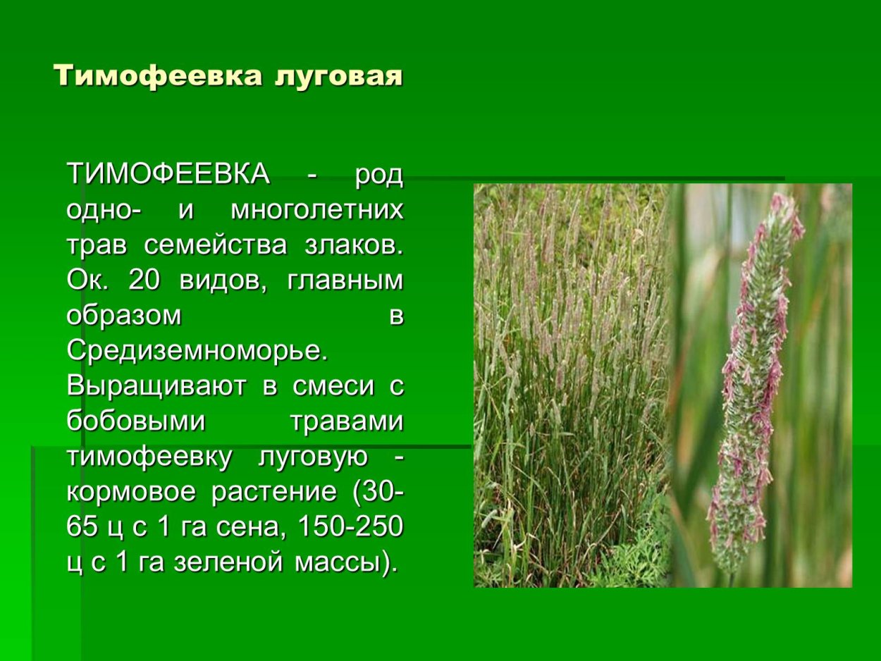 Культурные растения зерновые культуры