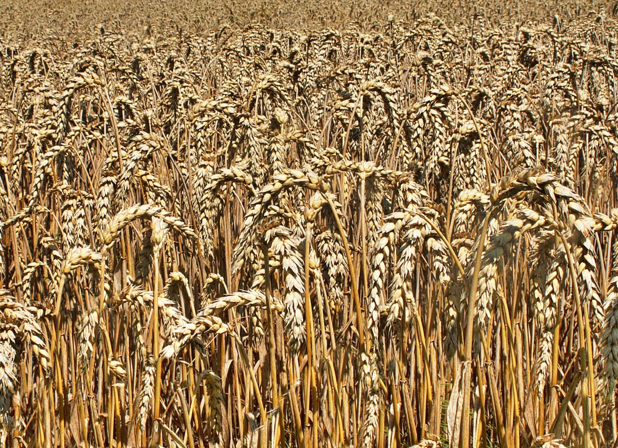 Пшеница мягкая