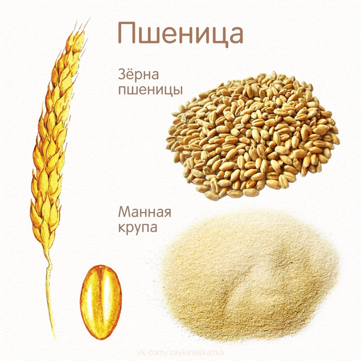 Обучающие карточки злаки и их семена