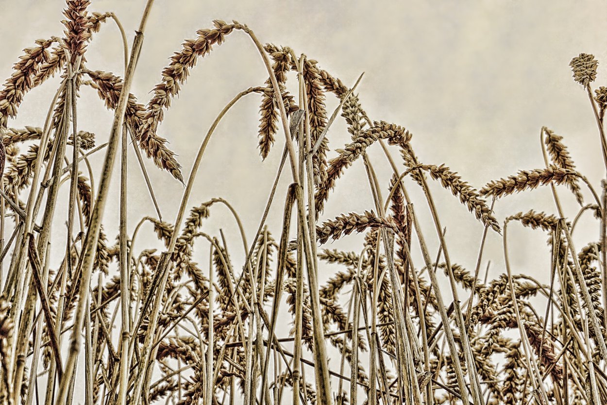 Многолетние травы Тимофеевка Луговая