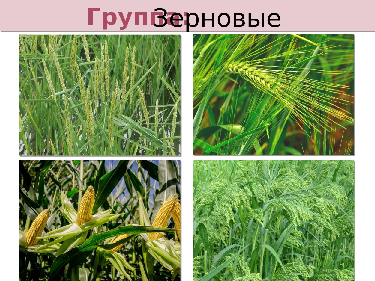 Полеводство - тритикале