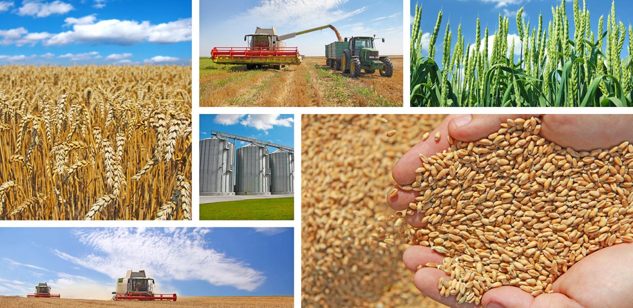 Пшеница Яровая сорт Римма