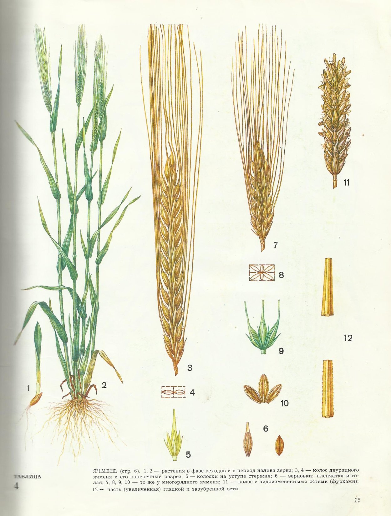 Цезиум пшеница